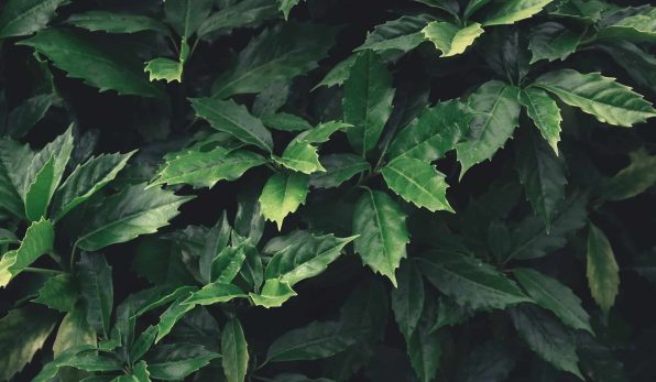 green-leaves-pattern-background-